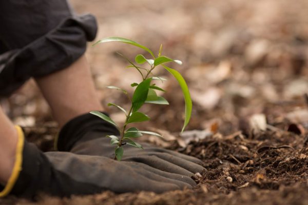 Tree being planted