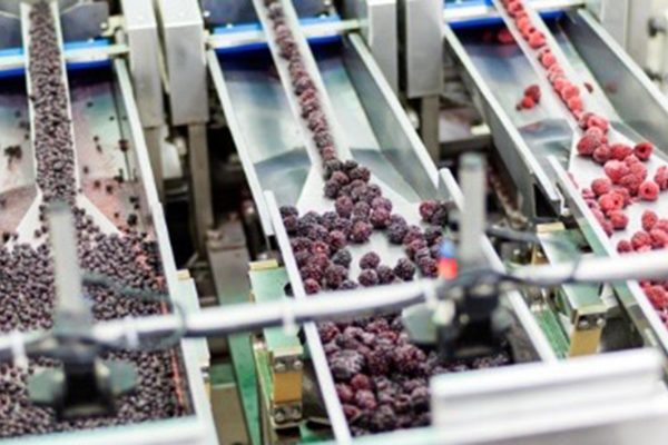 Berries on a conveyor belt