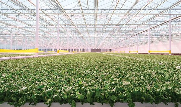 Haven Greens greenhouse