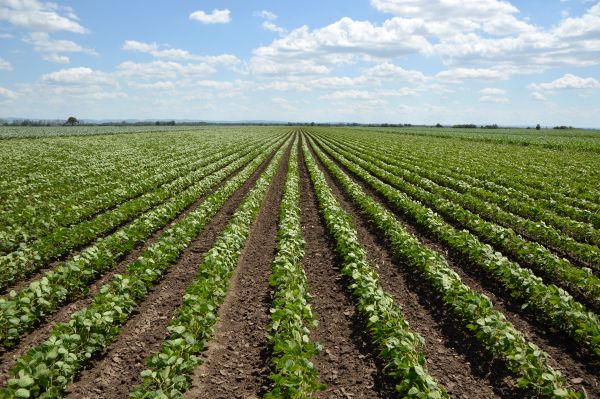 Rows of soybean crops