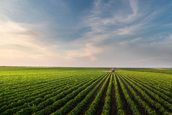 farming tractor in a large green crop field